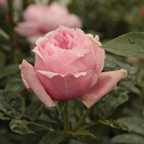 Rosa  Schöne Maid® - różowy  - Róże pienne - z kwiatami róży angielskiej - korona krzaczasta